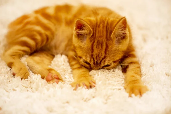 Ginger Kitten rasy Bobtail jest na miękkiej mat — Zdjęcie stockowe