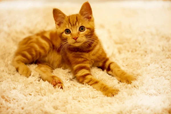 Ginger kitten breed Bobtail is on the soft Mat — Stock Photo, Image