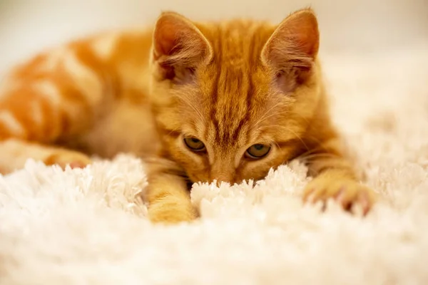 Ginger Kitten rasy Bobtail jest na miękkiej mat — Zdjęcie stockowe