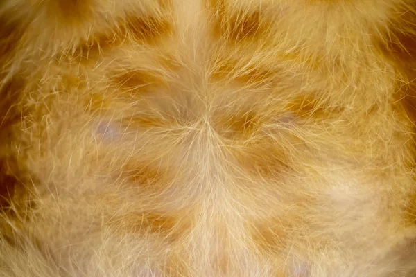 赤毛の子猫の腹からウールの質感 — ストック写真