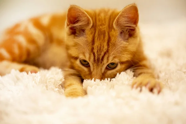 Рыжий котенок порода Bobtail находится на мягкой мат — стоковое фото