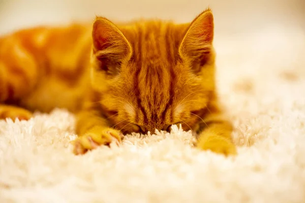 Рыжий котенок порода Bobtail находится на мягкой мат — стоковое фото