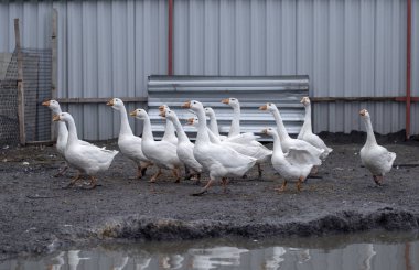 çiftlikte beyaz kazlar, komik kazlar, beslenmeyi bekliyor