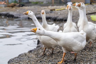 çiftlikte beyaz kazlar, komik kazlar, beslenmeyi bekliyor
