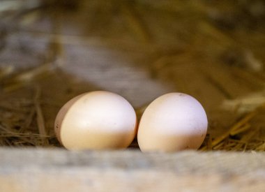 tavuk çiftlikte yumurta kuluçka