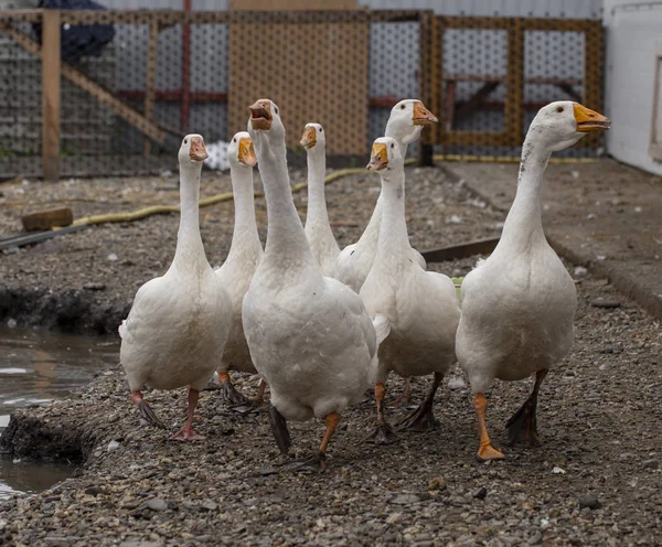 Bílé husy na farmě, legrační husy, čekající na krmení — Stock fotografie