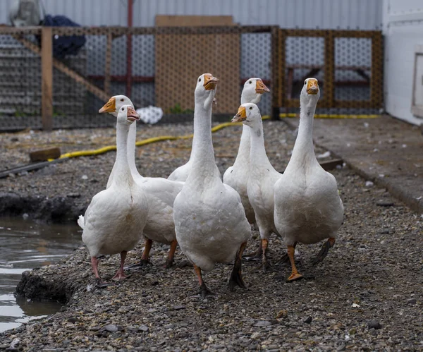 Gansos brancos na fazenda, gansos engraçados, esperando para ser alimentado — Fotografia de Stock
