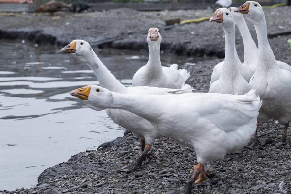 Белые гуси на ферме, веселые гуси, ждут, когда их накормят — стоковое фото