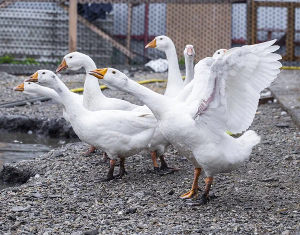 Gansos brancos na fazenda, gansos engraçados, esperando para ser alimentado — Fotografia de Stock