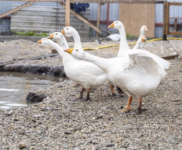 農場で白ガチョウ、面白いガチョウ、供給を待っています — ストック写真