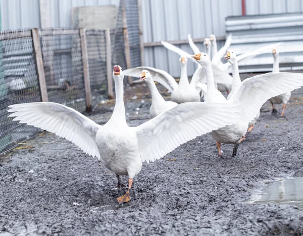 Gansos brancos na fazenda, gansos engraçados, esperando para ser alimentado — Fotografia de Stock