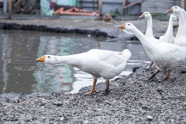 Gansos blancos en la granja, gansos divertidos, esperando ser alimentados — Foto de Stock