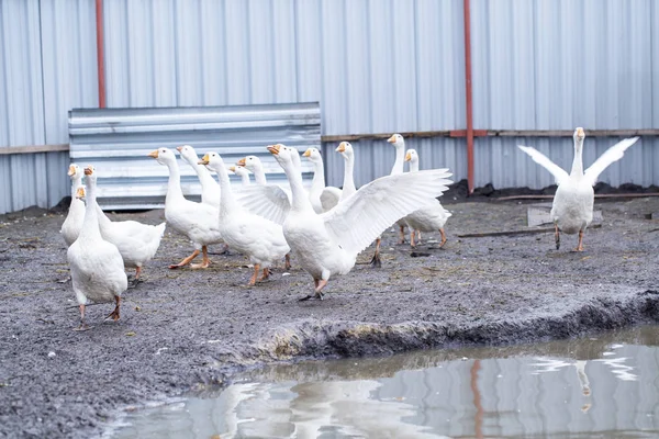 Gansos brancos na fazenda, gansos engraçados, esperando para ser alimentado — Fotografia de Stock