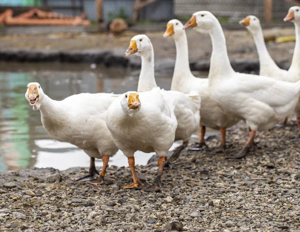 Білі гуси на фермі, смішні гуси, чекають, щоб їх нагодували — стокове фото