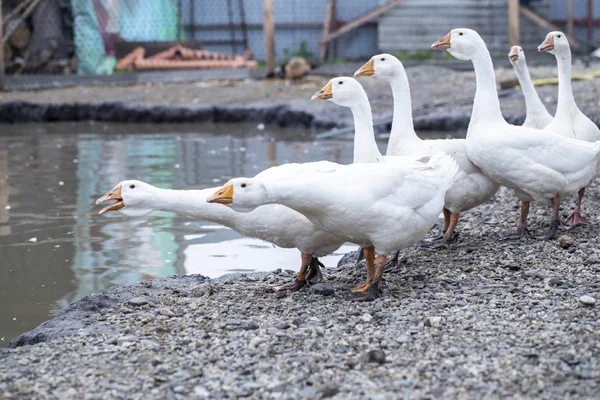 Bílé husy na farmě, legrační husy, čekající na krmení — Stock fotografie