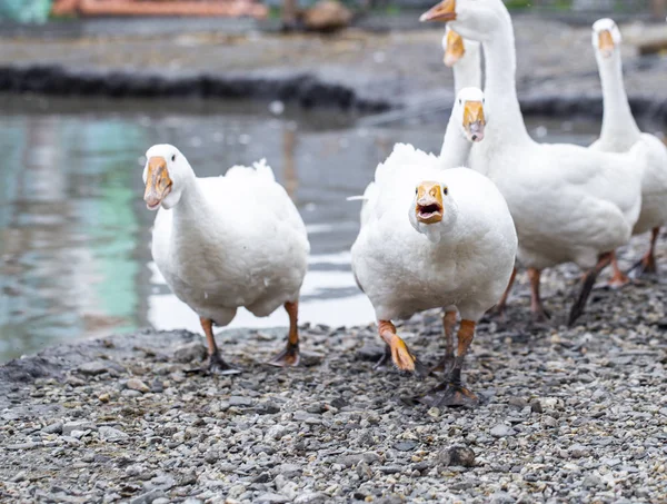 Bílé husy na farmě, legrační husy, čekající na krmení — Stock fotografie