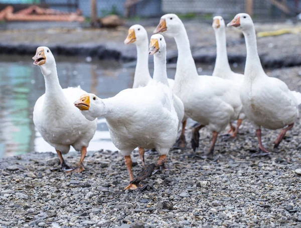 Bílé husy na farmě, legrační husy, čekající na krmení — Stock fotografie