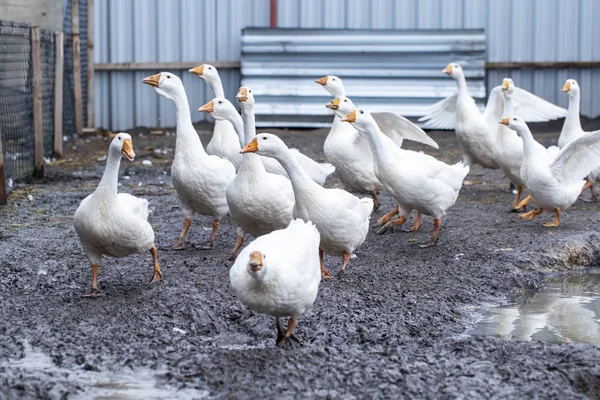 Gansos brancos na fazenda, gansos engraçados, esperando para ser alimentado — Fotografia de Stock