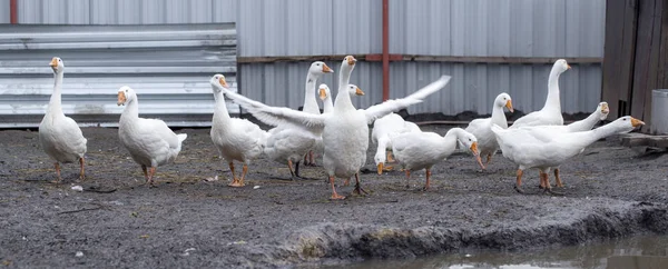 Gansos brancos na fazenda, gansos engraçados, esperando para ser alimentado — Fotografia de Stock