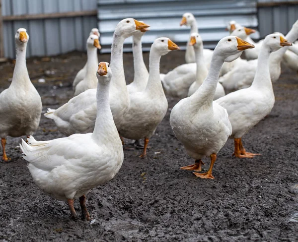 Bílé husy na farmě, legrační husy, čekající na krmení — Stock fotografie