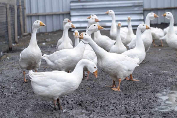 Белые гуси на ферме, веселые гуси, ждут, когда их накормят — стоковое фото