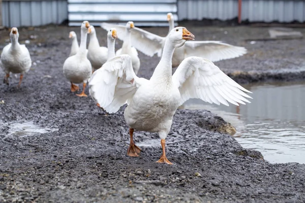 Gansos brancos engraçados na fazenda — Fotografia de Stock