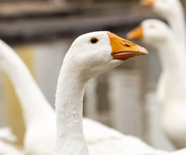 Gansos brancos engraçados na fazenda — Fotografia de Stock