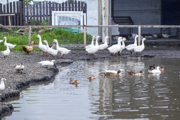 Aves de criação patos, gansos na fazenda junto à lagoa — Fotografia de Stock