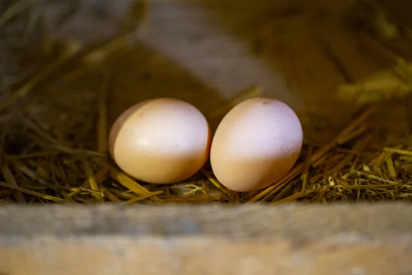 the hen incubates the eggs on the farm