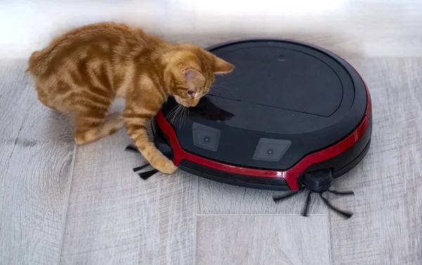 Красный котёнок играет с роботом-пылесосом. фото сумасшедшее — стоковое фото