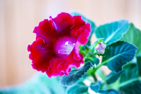 Casa flores fúcsia closeup — Fotografia de Stock