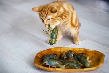 zencefil yavru Bobtail bir yaz gününde canlı yengeç ile oynuyor. P