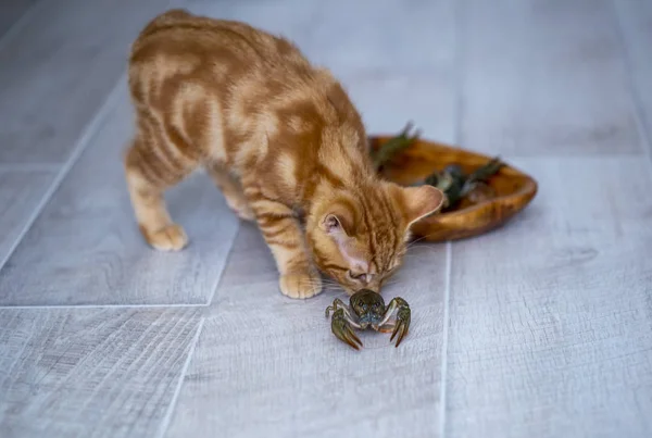 Рыжий котенок Бобтейл играет с живыми крабами в летний день. p — стоковое фото