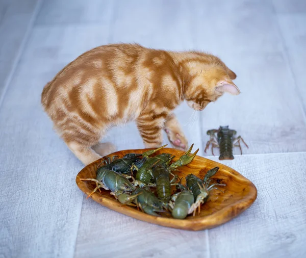 ginger kitten Bobtail playing with live crabs on a summer day. p