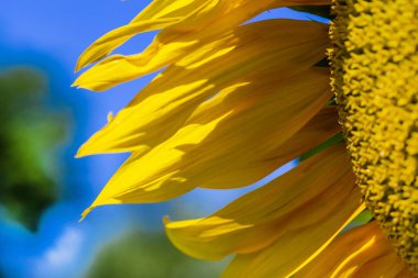 mavi gökyüzüne karşı ayçiçeği yakın çekim