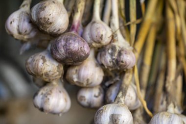 hasat tan sonra sarımsak kurutma ve depolama