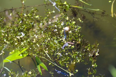 çamurlu suda bataklıkta duckweed