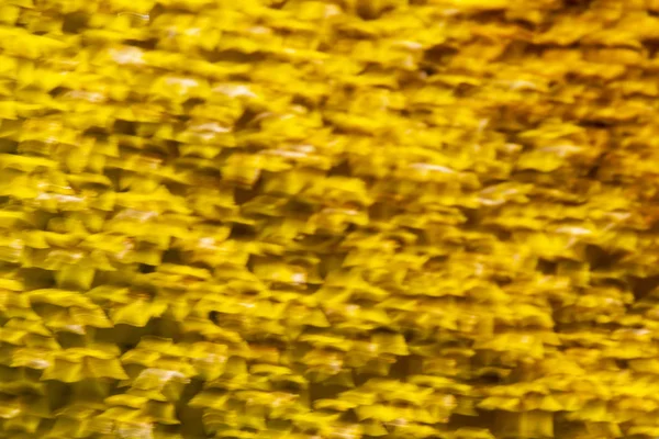 Texture de tournesol jaune dans le flou fort, fleur jaune ba — Photo