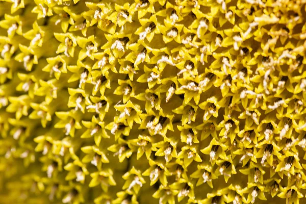 El núcleo de un primer plano de girasol en desenfoque parcial, la textura — Foto de Stock