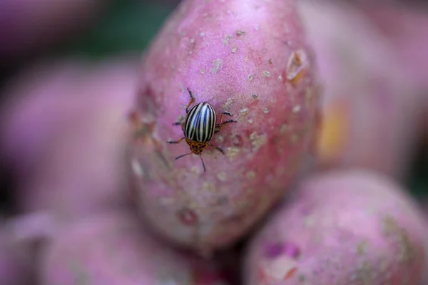 科罗拉多马铃薯甲虫害虫对马铃薯块茎特写 — 图库照片