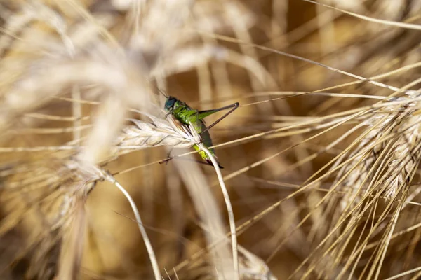 坐在麦田里的小麦耳朵上的蝗虫 — 图库照片