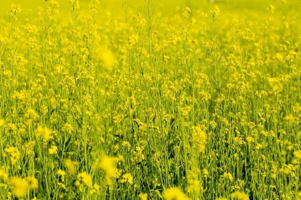 Texture fond de couleurs jaune vif été, champ d'été — Photo