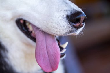 köpeğin dili yakın çekim, köpek ırkı husky