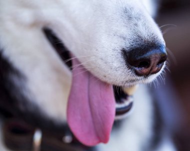 köpek burun yakın çekim, husky köpek