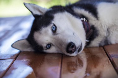 yalan bir husky köpek yakın çekim portresi