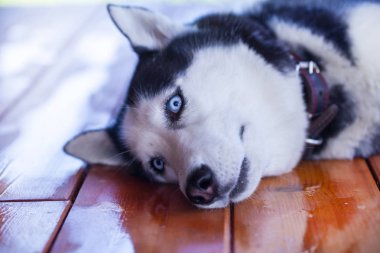 yalan bir husky köpek yakın çekim portresi