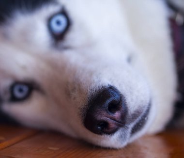 köpek burun yakın çekim, husky köpek