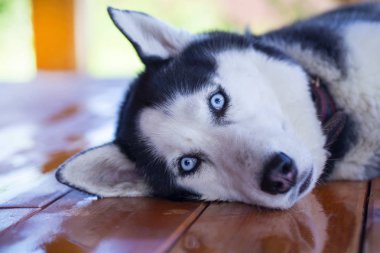 yalan bir husky köpek yakın çekim portresi