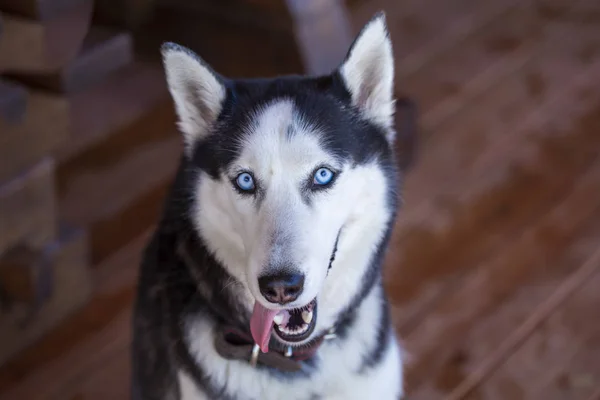 Portrét huskivského psa zblízka — Stock fotografie