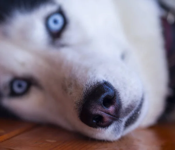Nariz do cão close-up, cão husky — Fotografia de Stock